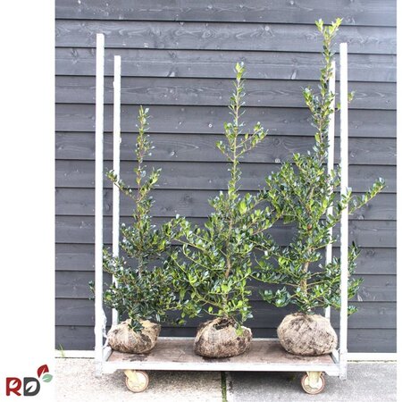 Ilex aq. 'J.C. van Tol' 100-125 cm met kluit - afbeelding 2