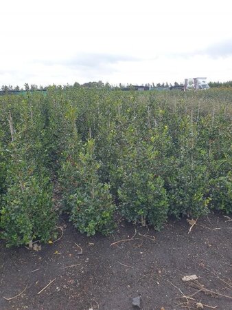 Ilex aq. 'J.C. van Tol' 100-125 cm met kluit - afbeelding 1
