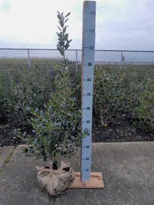 Ilex aq. 'J.C. van Tol' 100-125 cm RB