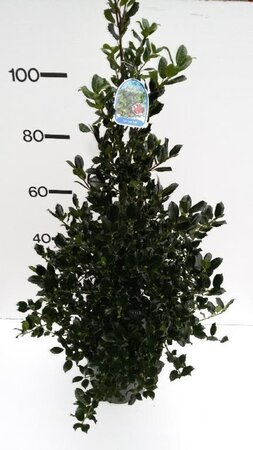 Ilex aq. 'J.C. van Tol' 80-100 cm met kluit - afbeelding 1