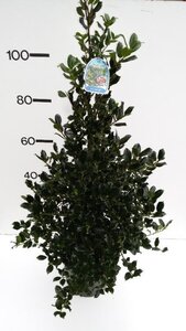 Ilex aq. 'J.C. van Tol' 80-100 cm met kluit