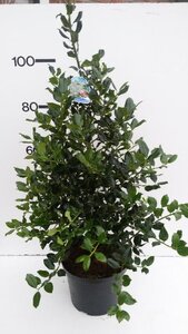 Ilex aq. 'J.C. van Tol' 80-100 cm met kluit - afbeelding 2