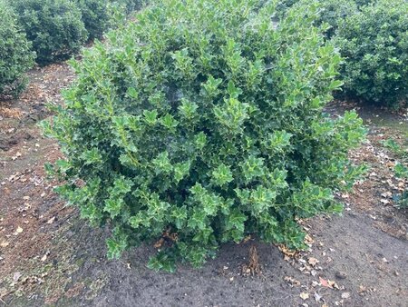 Ilex aquifolium 100 cm draadkluit bol