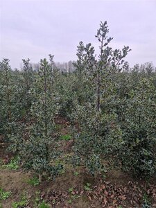 Ilex aquifolium 150-175 cm met kluit - afbeelding 4