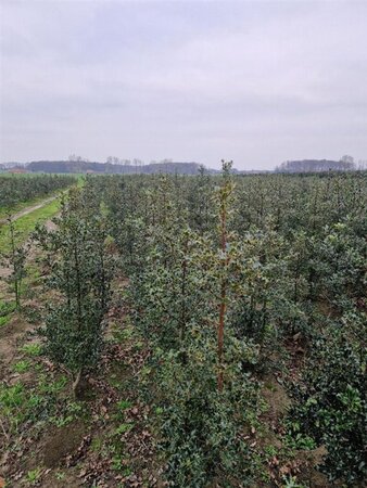 Ilex aquifolium 150-175 cm met kluit - afbeelding 3