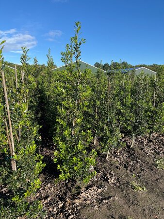 Ilex aquifolium 150-175 cm met kluit - afbeelding 11