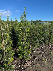 Ilex aquifolium 150-175 cm met kluit - afbeelding 11
