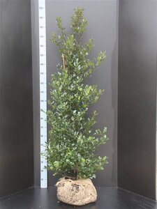 Ilex aquifolium 150-175 cm met kluit - afbeelding 2