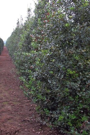 Ilex aquifolium 150-175 cm met kluit - afbeelding 3