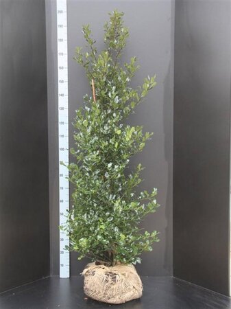Ilex aquifolium 150-175 cm RB - image 2