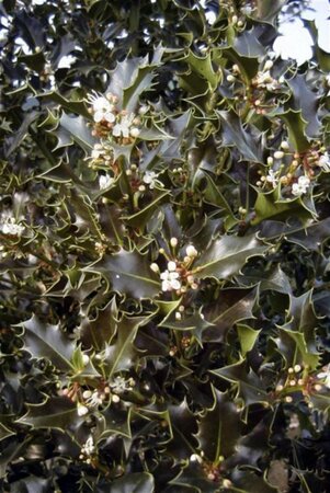 Ilex aquifolium 175-200 cm met kluit - afbeelding 4