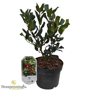 Ilex aquifolium 30-40 cm cont. 3,0L - afbeelding 2
