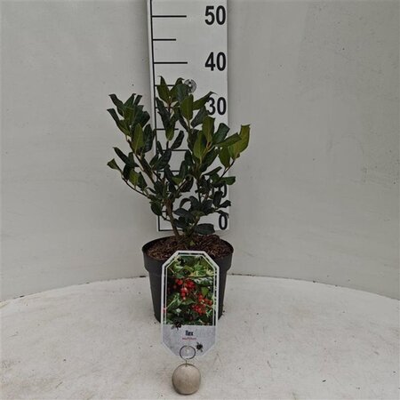 Ilex aquifolium 30-40 cm cont. 3,0L - afbeelding 3