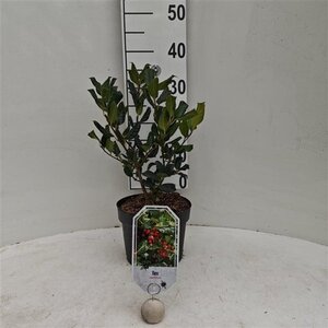 Ilex aquifolium 30-40 cm cont. 3,0L - afbeelding 3