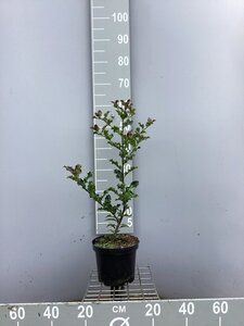 Ilex aquifolium 30-40 cm cont. 3,0L