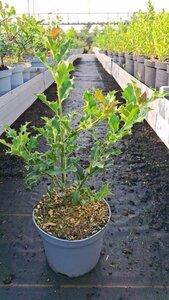 Ilex aquifolium 30-40 cm cont. 3,0L