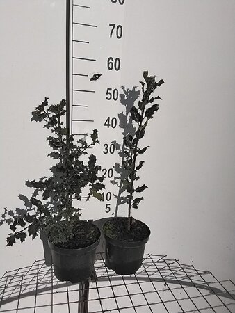 Ilex aquifolium 40-50 cm cont. 3,0L - afbeelding 1