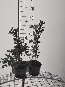 Ilex aquifolium 40-50 cm cont. 3,0L - afbeelding 1