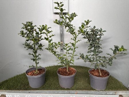 Ilex aquifolium 40-50 cm cont. 3,0L