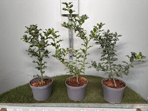 Ilex aquifolium 40-50 cm cont. 3,0L