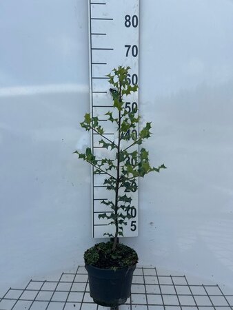 Ilex aquifolium 40-50 cm cont. 3,0L - afbeelding 2