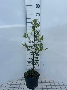 Ilex aquifolium 40-50 cm cont. 3,0L