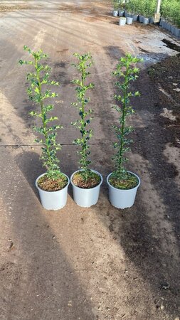 Ilex aquifolium 60-80 cm cont. 2,0L - afbeelding 3