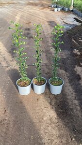 Ilex aquifolium 60-80 cm cont. 2,0L - afbeelding 3