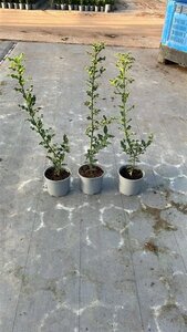 Ilex aquifolium 60-80 cm cont. 2,0L