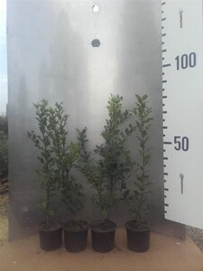 Ilex aquifolium 60-80 cm cont. 2,0L - afbeelding 2