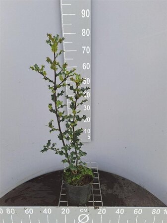 Ilex aquifolium 60-80 cm cont. 3,0L - afbeelding 4