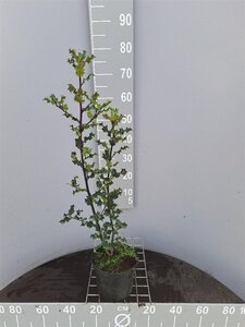 Ilex aquifolium 60-80 cm cont. 3,0L - afbeelding 4