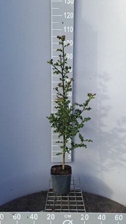 Ilex aquifolium 60-80 cm cont. 3,0L - afbeelding 2