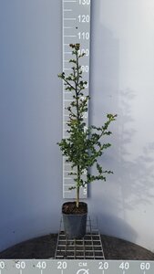 Ilex aquifolium 60-80 cm cont. 3,0L - afbeelding 2
