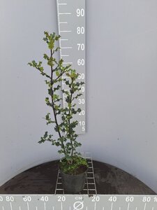 Ilex aquifolium 60-80 cm cont. 3,0L - afbeelding 13