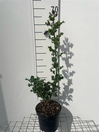 Ilex aquifolium 60-80 cm cont. 3,0L - afbeelding 5