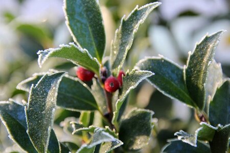 Ilex aquifolium 60-80 cm cont. 3,0L - image 2