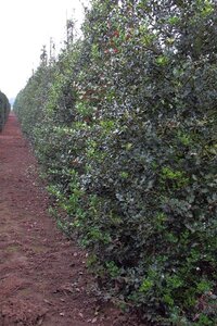Ilex aquifolium 60-80 cm cont. 3,0L - image 3