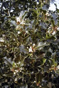 Ilex aquifolium 60-80 cm cont. 3,0L - image 4