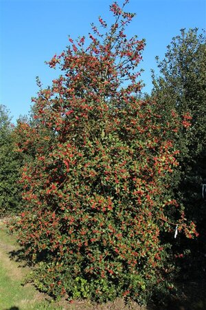 Ilex aquifolium 60-80 cm cont. 3,0L - image 5
