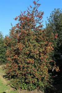 Ilex aquifolium 60-80 cm cont. 3,0L - image 5