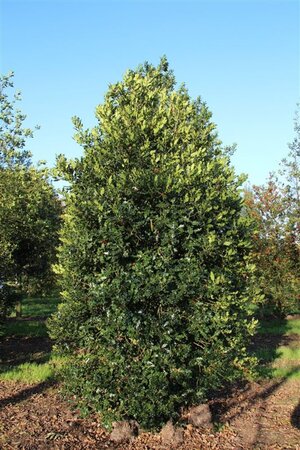 Ilex aquifolium 60-80 cm cont. 3,0L - image 6