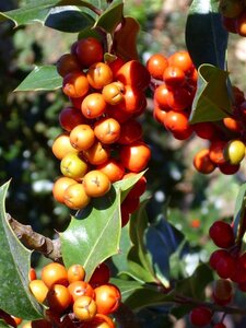 Ilex aquifolium 60-80 cm cont. 3,0L - image 7