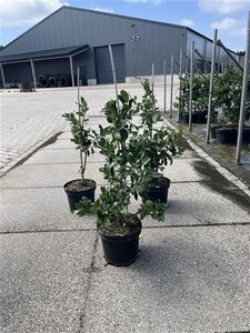Ilex aquifolium 60-80 cm cont. 7,5L