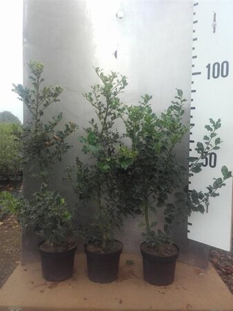 Ilex aquifolium 80-100 cm cont. 5,0L - image 8