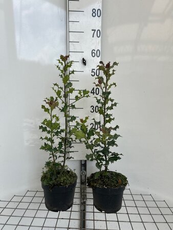 Ilex aquifolium geen maat specificatie cont. 2,0L - afbeelding 1