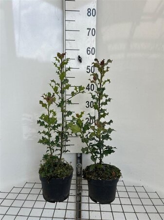 Ilex aquifolium geen maat specificatie cont. 2,0L - afbeelding 6