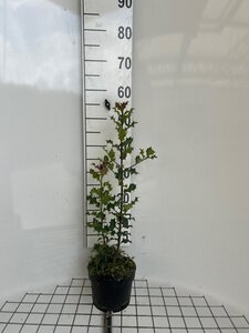 Ilex aquifolium geen maat specificatie cont. 2,0L - afbeelding 2