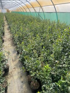 Ilex aquifolium geen maat specificatie cont. 2,0L - afbeelding 3