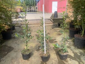 Ilex aquifolium geen maat specificatie cont. 2,0L - afbeelding 4